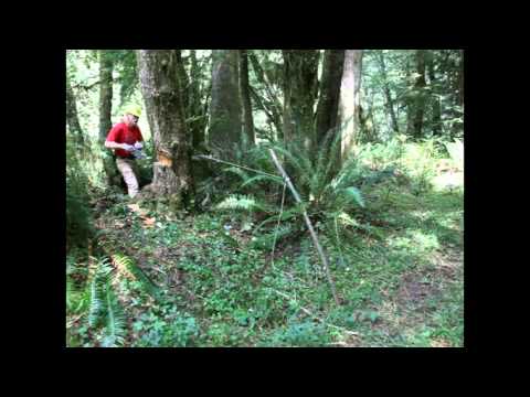 Crosscut Saw Felling and Firewood Cutting