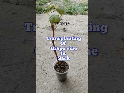 , title : 'Transplanting of grape vine in sack / paglilipat tanim ng ubas sa sako #shorts #backyardfarming'