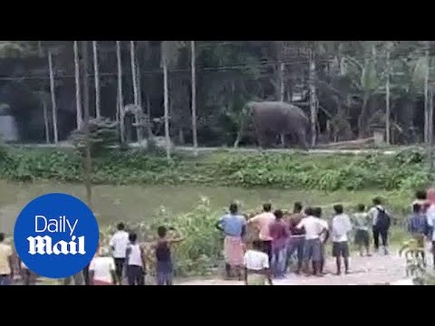 Elephant causes havoc as he strolls through an Indian town - Daily Mail