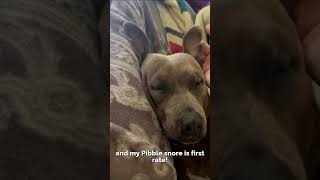 Video preview image #1 American Pit Bull Terrier-Unknown Mix Puppy For Sale in San Jose, CA, USA