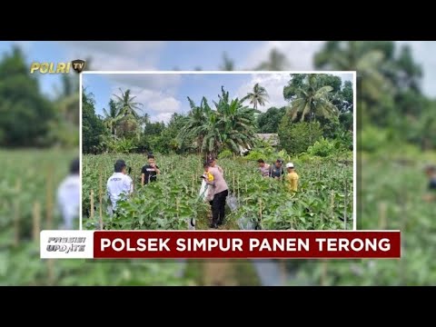 PRESISI UPDATE: KAPOLSEK SIMPUR PANEN TERONG WUJUD KETAHANAN PANGAN 14.00