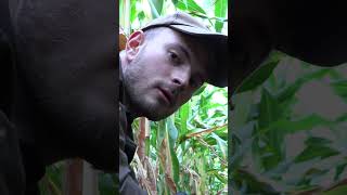🐗Sauen im Mais 🌽 Auge in Auge, Spannung pur! #hunting #jagd #jagen #sauen #wildschwein #maisjagd