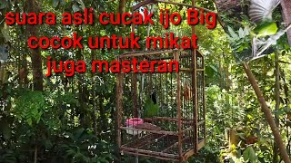 Download lagu suara asli pikat cucak ijo Big :anti jong untuk mikat:cocok untuk masteran mp3 Download lagu suara asli pikat cucak ijo Big :anti jong untuk mikat:cocok untuk masteran mp3