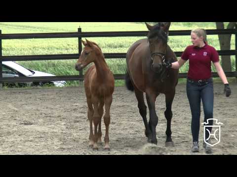 HEI143 Hengstfohlen von Colman   Casall   Canturo