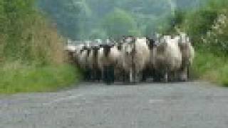 preview picture of video '375 suffolk x ewes walk home along rural road for shearing'