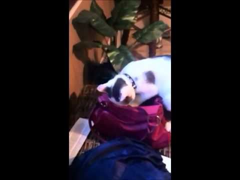 The Real Cat Burglar