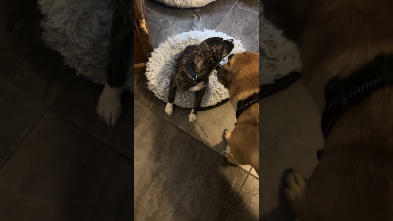 Enlarge Merry, a Adoptable mixed breed in Carlsbad, CA video 6/6