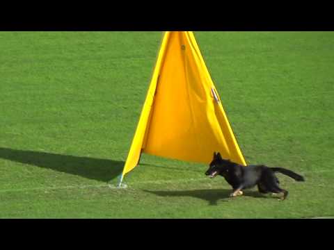 2019 WUSV WM in Modena 33 JPN‐1 CHIE YAMAMOTO  RAMSES VON BRAND SCHWANEN C81