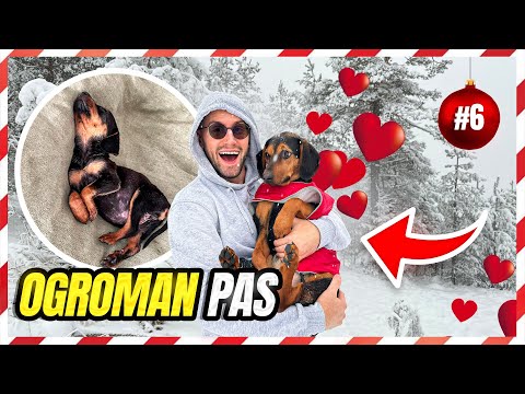 UDOMIO SAM MALU KUCU SA ULICE I OVO SE DESILO *MRVICA*