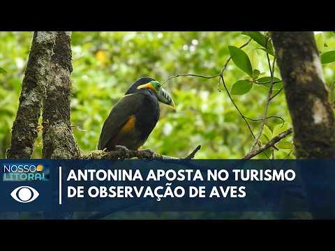 OBSERVAÇÃO DE AVES IMPULSIONA ECOTURISMO EM ANTONINA | NOSSO LITORAL