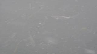 Сонная рыба в полынье