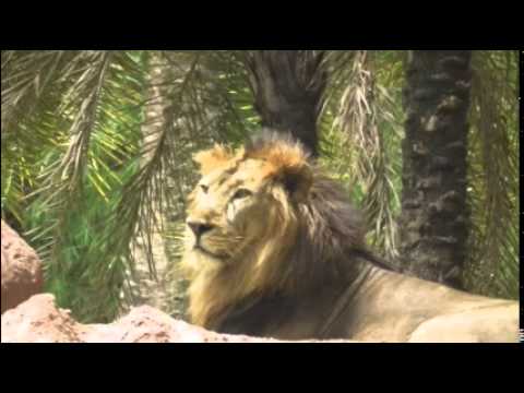 HART OF CULTURE | Gujurat - Land of India