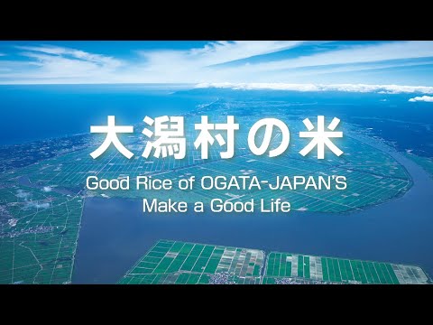 Our rice cultivation in Ogata【英語ver】