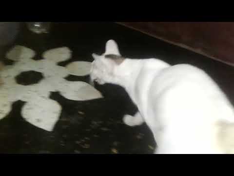 ama bileira khelaku dekhantu ..