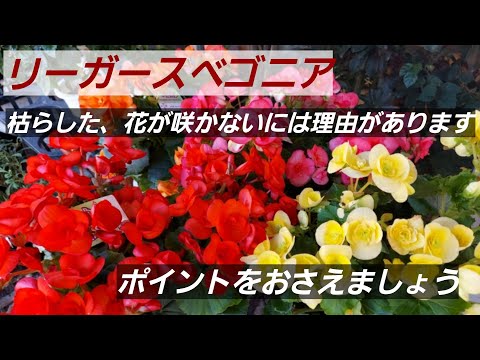 ベゴニアの花を咲かせるにはどうすればよいですか？栽培方法、開花、手入れのヒント  庭園