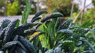 Home Garden Tour - Organic Florida Gardening - Healthy Recipe Channel