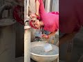 तू चीज़ बड़ी है Mast मस्त ️ ️ Dancermeenu Shorts Meenu