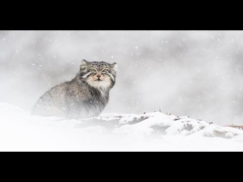 La Panthère des neiges