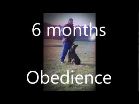 Gerro z údolí Úpy - obedience 6 months
