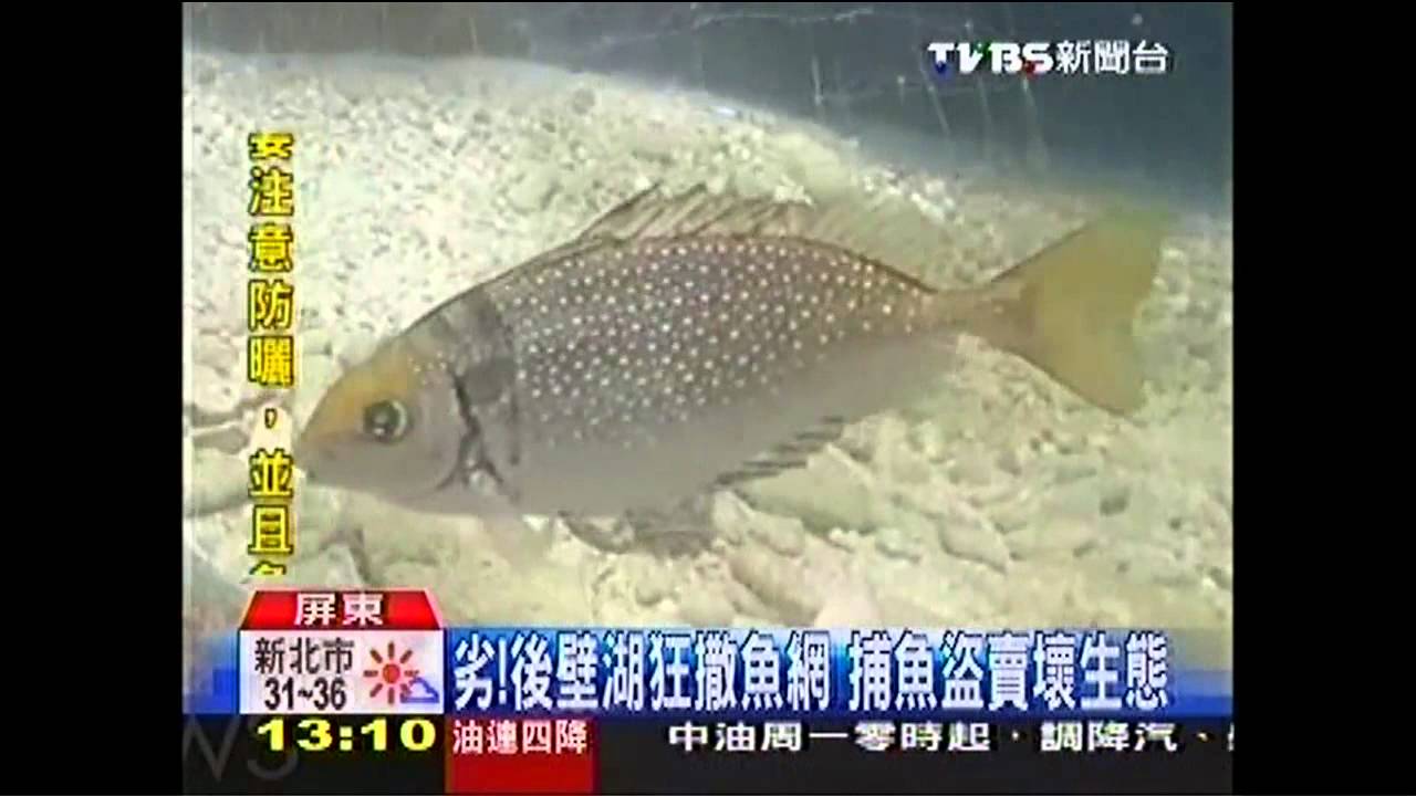 劣！後壁湖狂撒魚網　捕魚盜賣壞生態