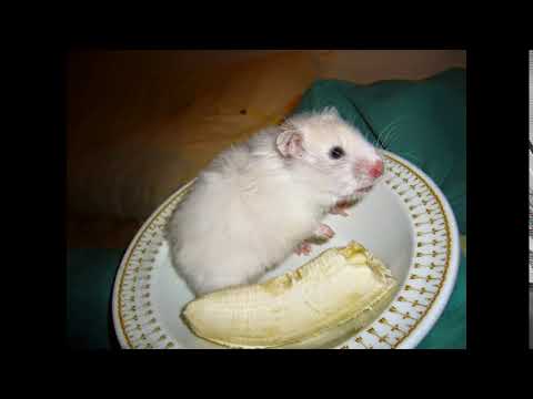 Maškare - Beli miš i Banana