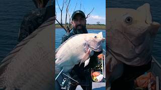 Download lagu Fantasma Agung. #pescasub #spearfishing #pesca #pescaesportiva #pescaria #tilapia mp3
