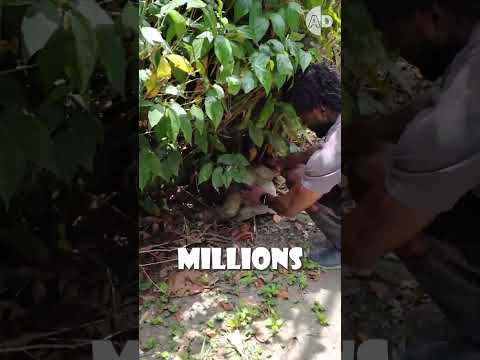 Viral Video Warning: Helping a Sloth Can Be Harmful!🚫🦥