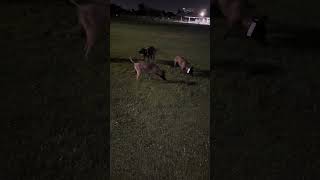 Malinois 🐕playing 🤣😂 #funny #funnyshorts #malinois #viral #puppy #dogs #doglife #fyp