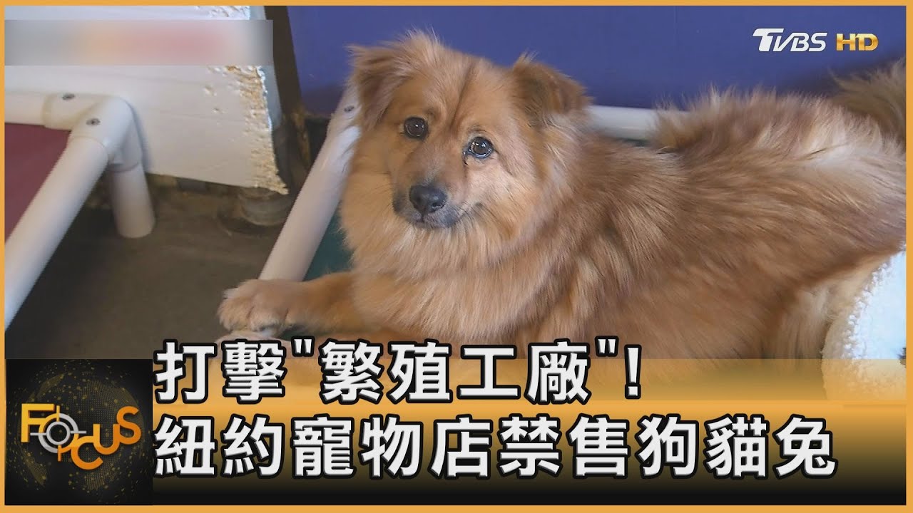 打擊「繁殖工廠」！2024紐約州寵物店禁售狗貓兔