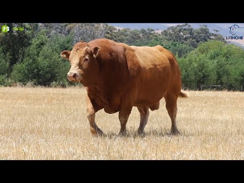 AJ du Toit from the La Rhone Limousins stud spoke to Tinus about the breed and its place in SA