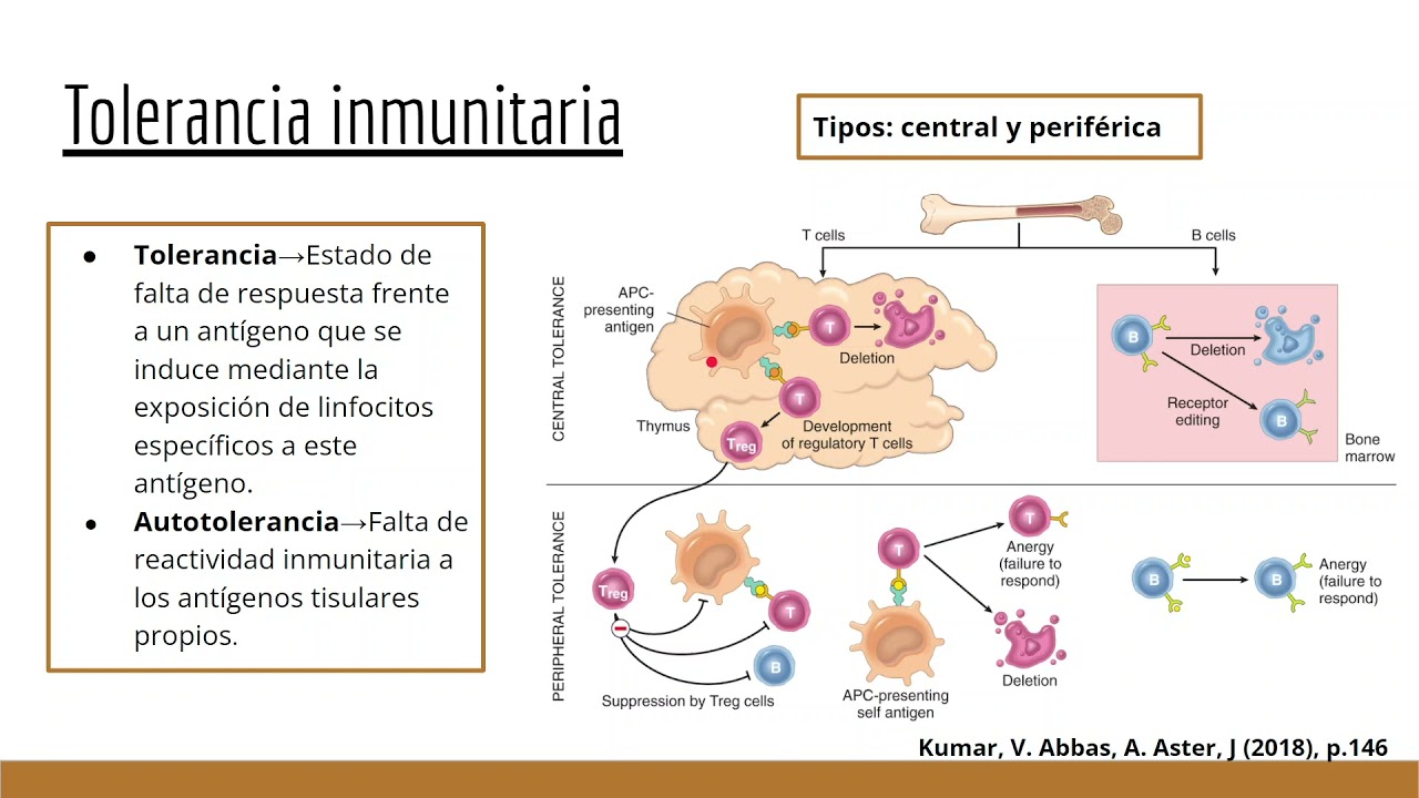 Fisiopatología de las enfermedades autoinmunes y Lupus