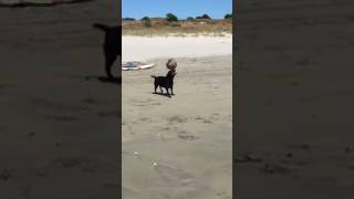 animales  el perro y la pelota