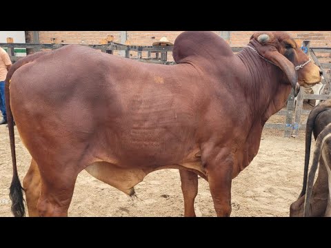 FEIRA DO GADO DE MANARI PERNAMBUCO 26/02/2026