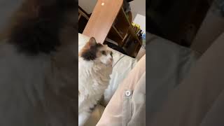 Cat Headbutts Owner's Arm Demanding to be Pet