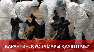 КАРАНТИН: ҚҰС ТҰМАУЫ ҚАУІПТІ МЕ?