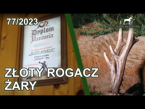 SUDECKA OSTOJA 77/2023 Złoty Rogacz KOŁO ŁOWIECKIE "CIETRZEW" ŻARY Roebuck hunting jagd chasse caza