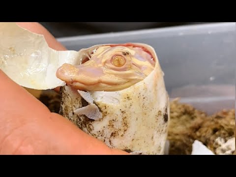 Watch baby albino alligator hatch from egg | New at Wild Florida