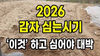 2026 감자심는시기 및 올해는 반드시 '이것' 하고 심으세요