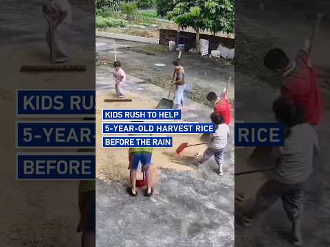 Kids rush to help 5-year-old harvest rice before the rain