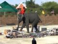 Elephant Walks On A Tightrope