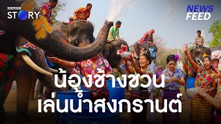 อยุธยาพร้อมมาก!! พาน้องช้าง 10 เชือก มาเชิญชวนเล่นน้ำสงกรานต์นี้ l NewsFeed