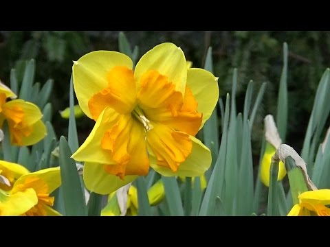 Narcissus 'Mondragon' - FarmerGracy.co.uk