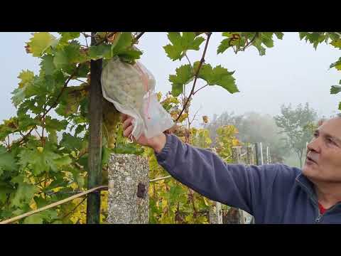 Számvetés 2022.10.23-án  -  Accounting on 23/10/2022