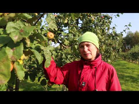 Omenahansen Hanna Ollikainen kertoo, millaisia omenia kannattaa mehuasemalle tuoda