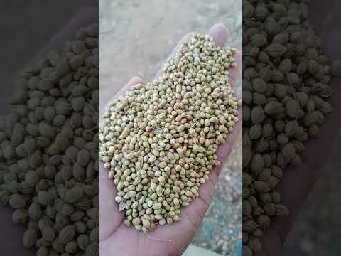 Natural green coriander seeds dhaniya, for cooking