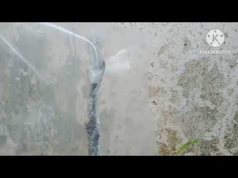 ベーコンの木 植物