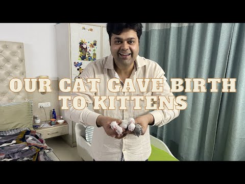 Cat giving birth to kittens. Cat Giving Birth to 5 Kittens . Persian cat