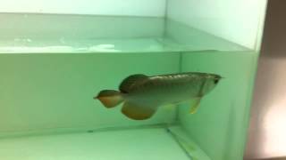 Full helmet golden head arowana