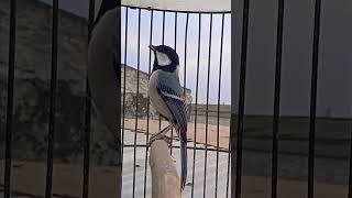 Download lagu Burung gelatik batu mp3