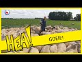 HEA! Schapen in Tijnje